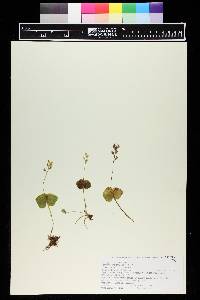 Listera cordata image