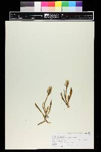 Spiranthes romanzoffiana image