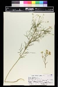 Sisymbrium altissimum image