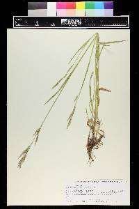 Bromus carinatus image