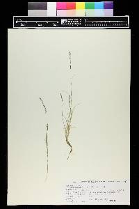 Muhlenbergia richardsonis image