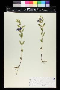 Scutellaria brittonii image