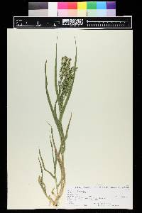 Panicum miliaceum image