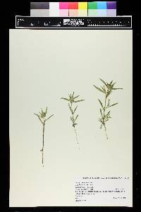 Collomia linearis image