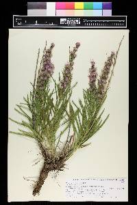 Liatris punctata image