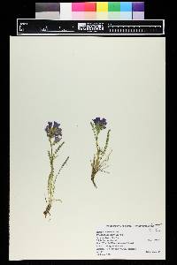 Polemonium viscosum image