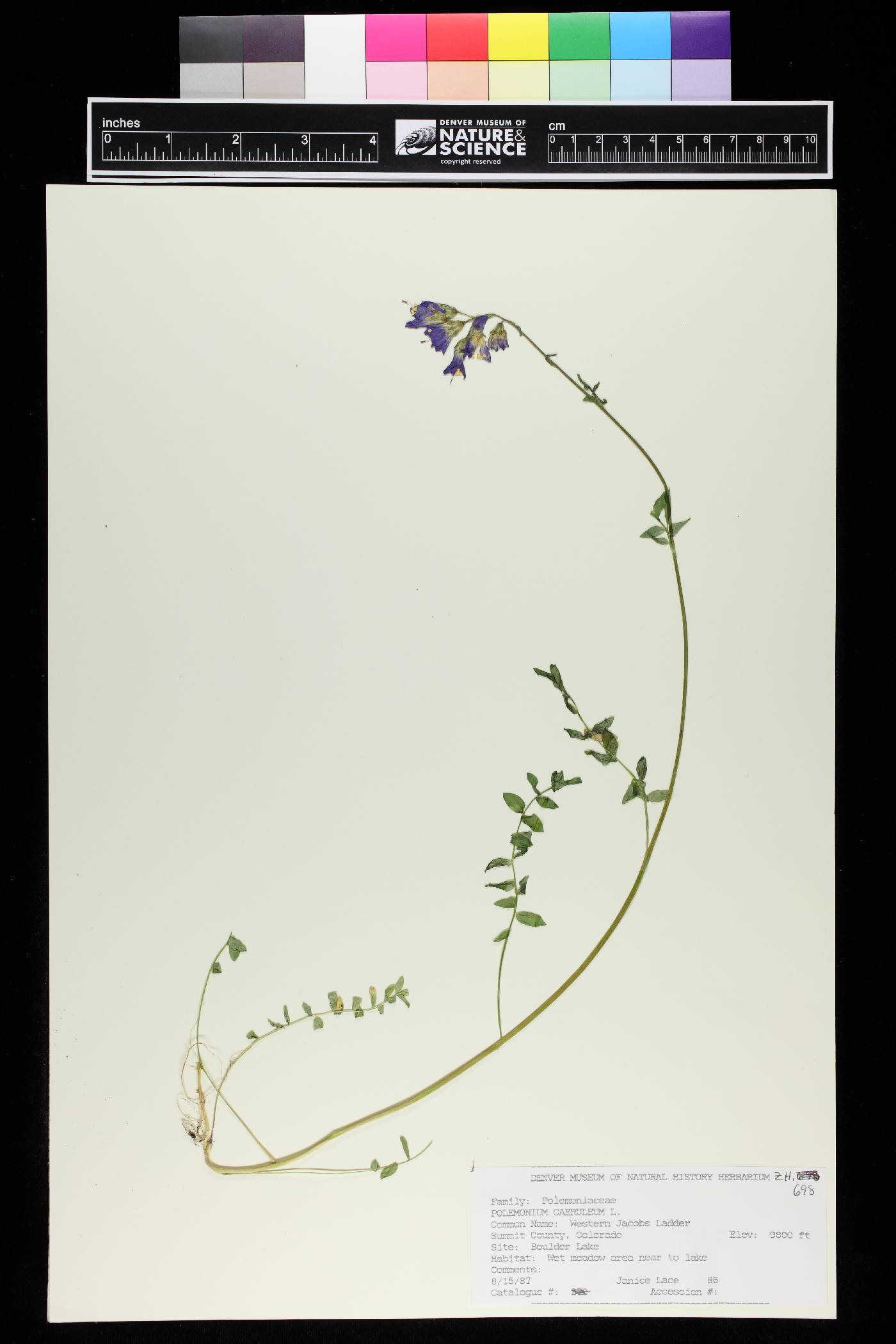 Polemonium caeruleum image