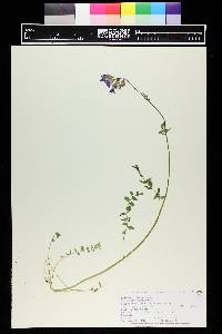 Polemonium caeruleum image