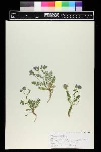 Polemonium pulcherrimum image