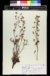 Eriogonum alatum image