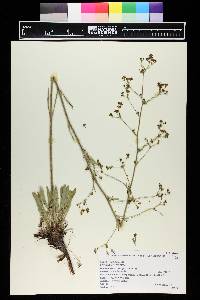 Eriogonum alatum image