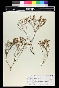 Eriogonum effusum image