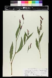 Persicaria maculata image