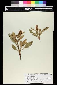 Rumex venosus image