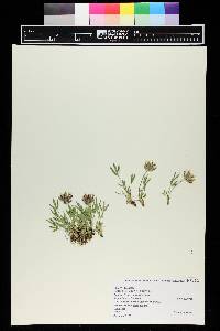 Trifolium dasyphyllum image