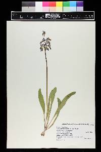 Dodecatheon pulchellum image
