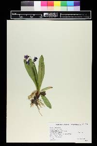 Primula parryi image