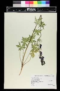 Aconitum columbianum image