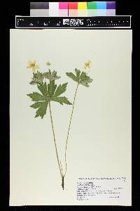 Anemone canadensis image