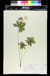 Anemone canadensis image