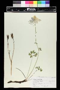 Aquilegia coerulea image