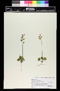 Pyrola chlorantha image