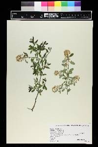 Ceanothus fendleri image