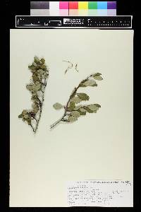 Cercocarpus montanus image
