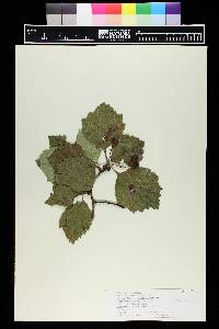 Crataegus succulenta image