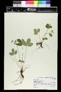 Fragaria virginiana subsp. glauca image