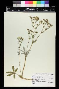 Potentilla gracilis image