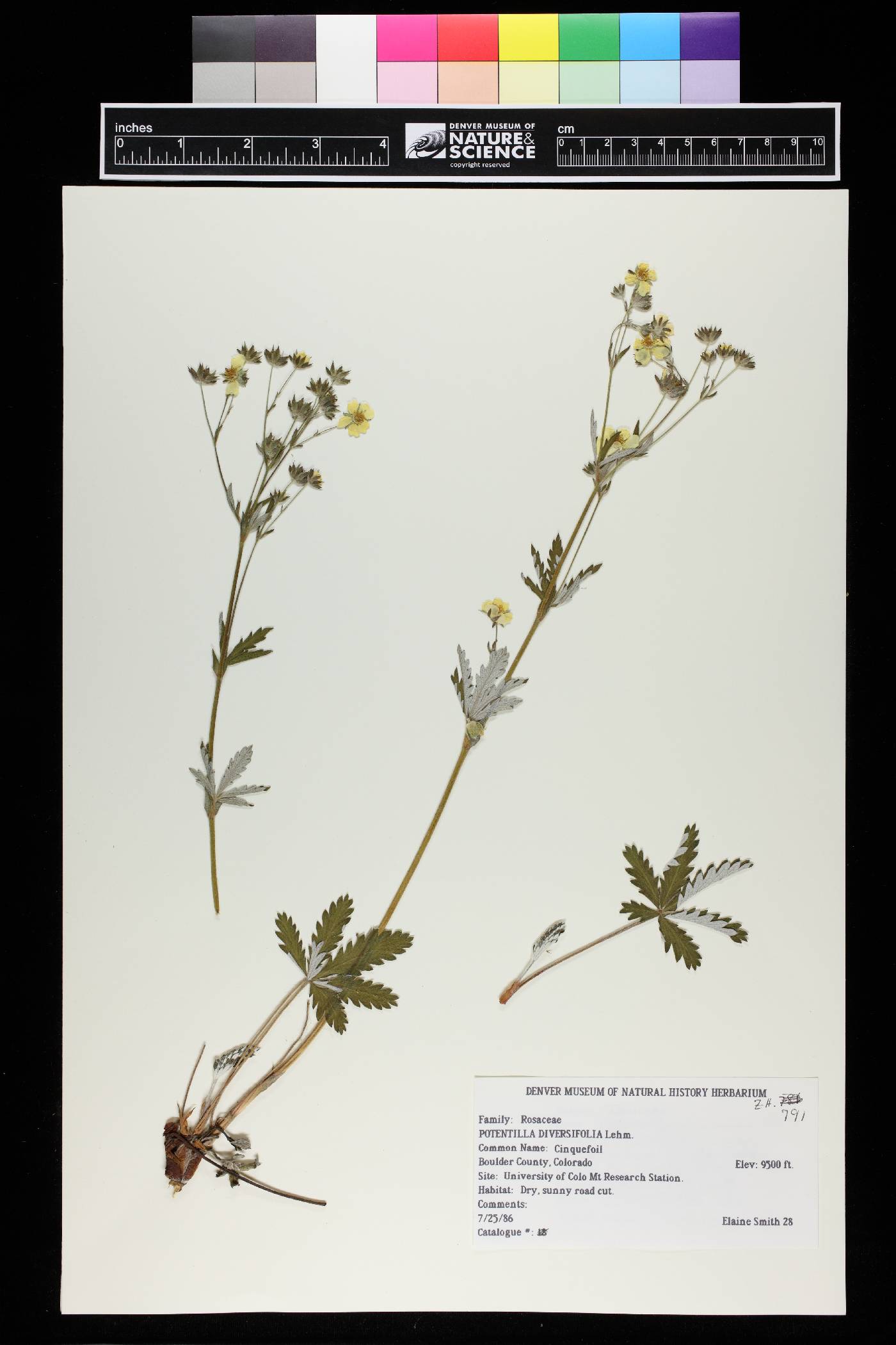 Potentilla diversifolia image