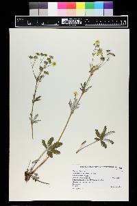 Potentilla diversifolia image