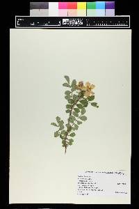 Rosa woodsii image