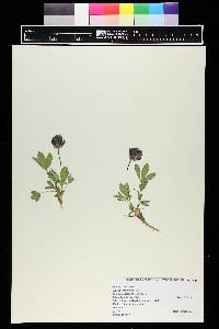 Trifolium parryi image