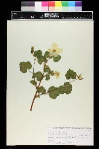 Rubus deliciosus image