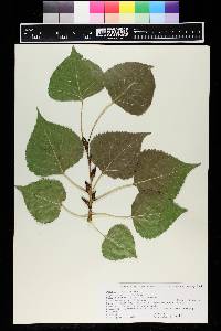 Populus deltoides subsp. monilifera image