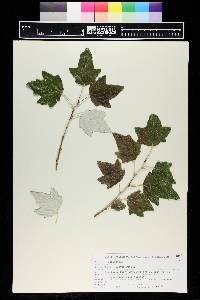 Populus alba image