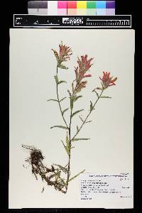 Castilleja linariifolia image