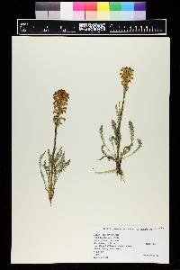 Pedicularis parryi image