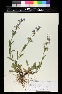 Penstemon virens image