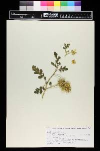 Solanum rostratum image