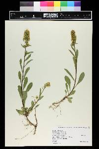 Solidago spathulata image