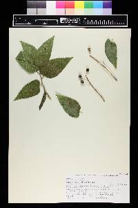 Celtis reticulata image