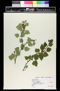 Betula occidentalis image