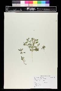 Chenopodium leptophyllum image