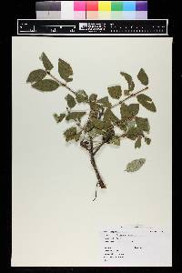 Shepherdia canadensis image