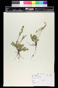 Artemisia frigida image