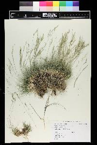 Muhlenbergia montana image