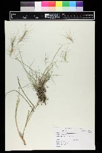 Elymus elymoides subsp. elymoides image